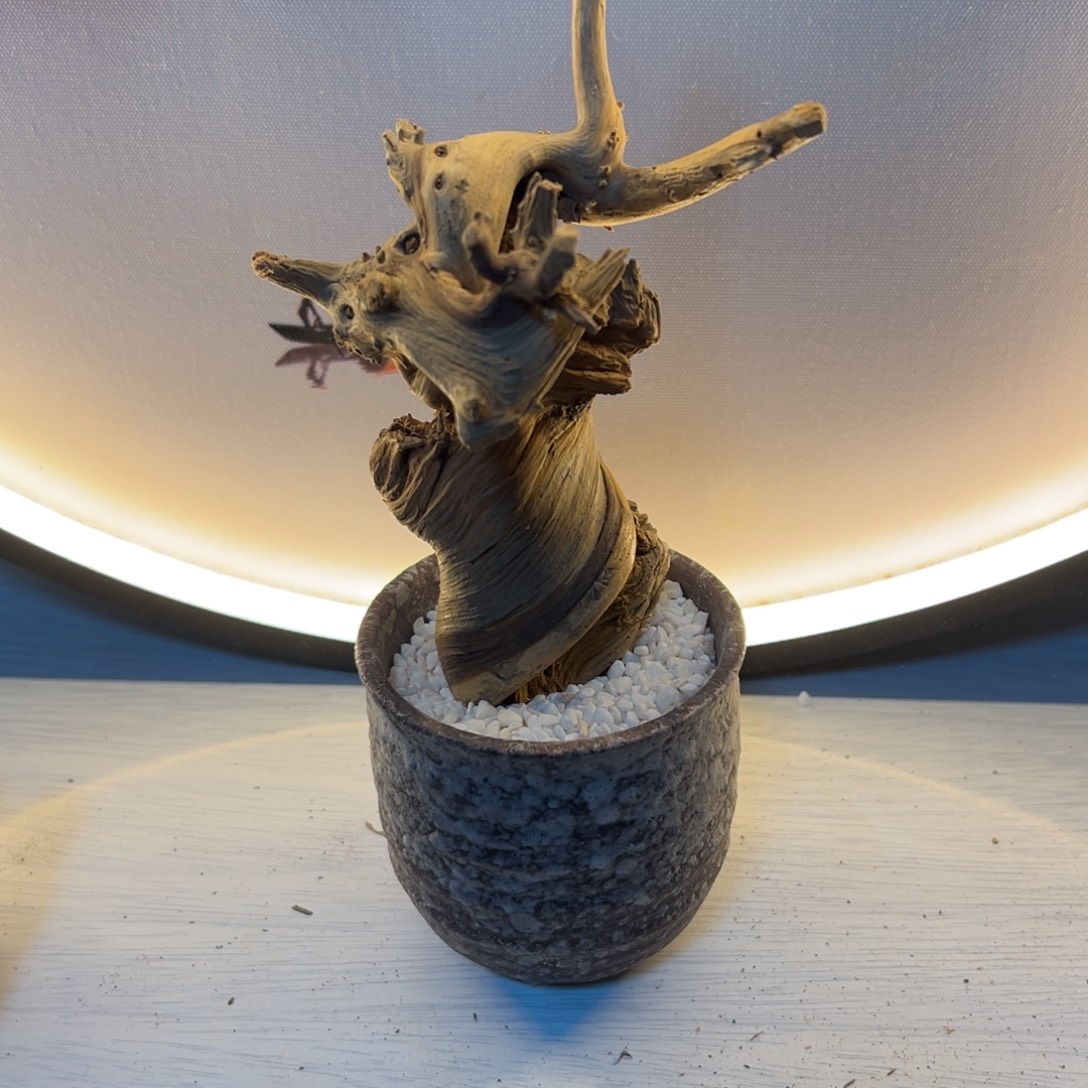 其他柏木（崖柏）随机