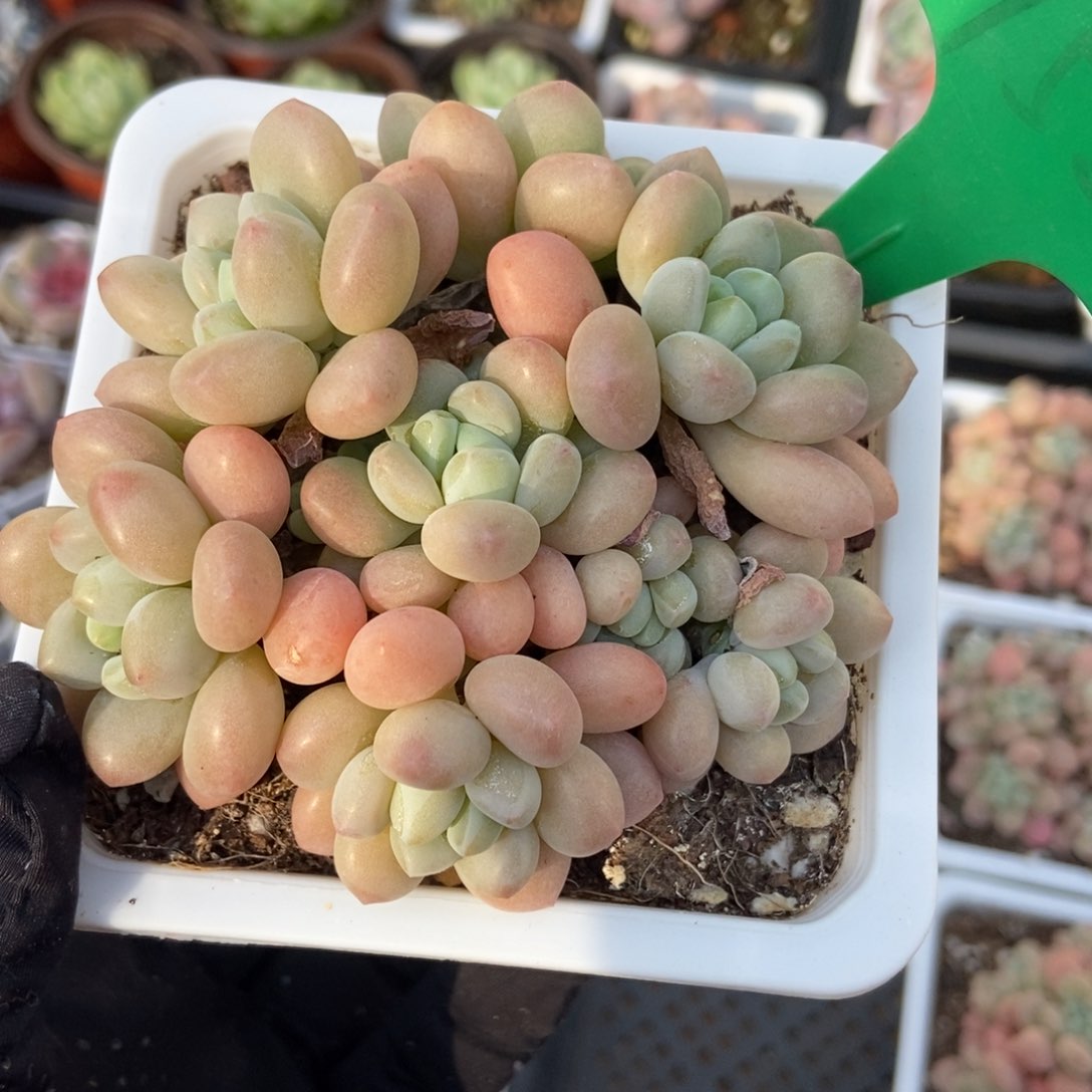 752洛可可多肉植物保护