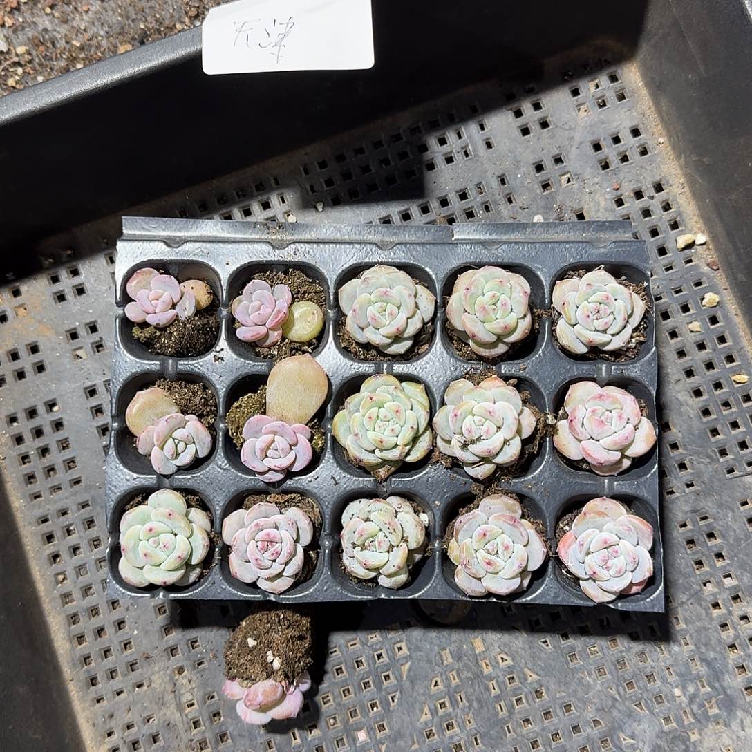 天津一物一拍专拍