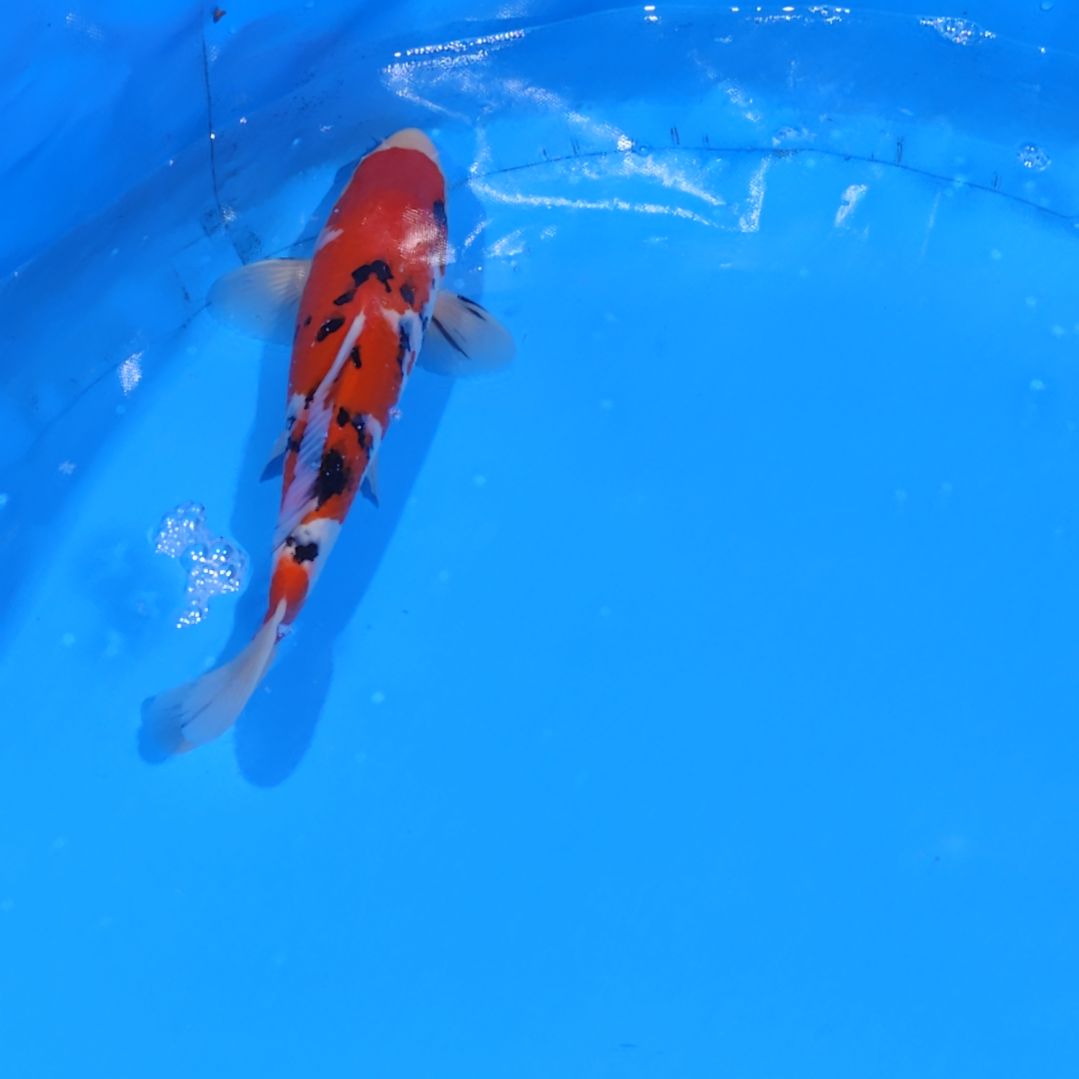 锦鲤32公分大正不寄养手术过