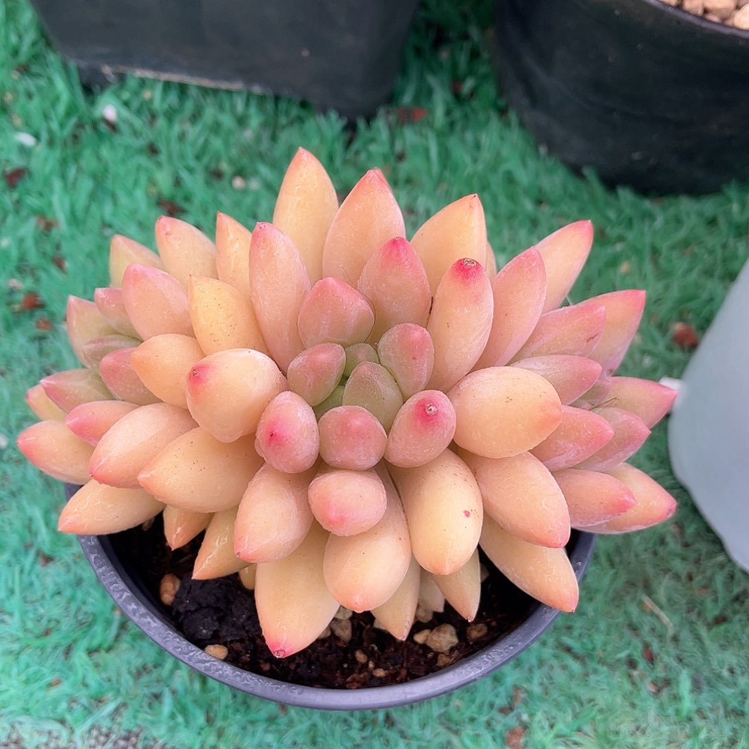 三头无砍水晶球多肉