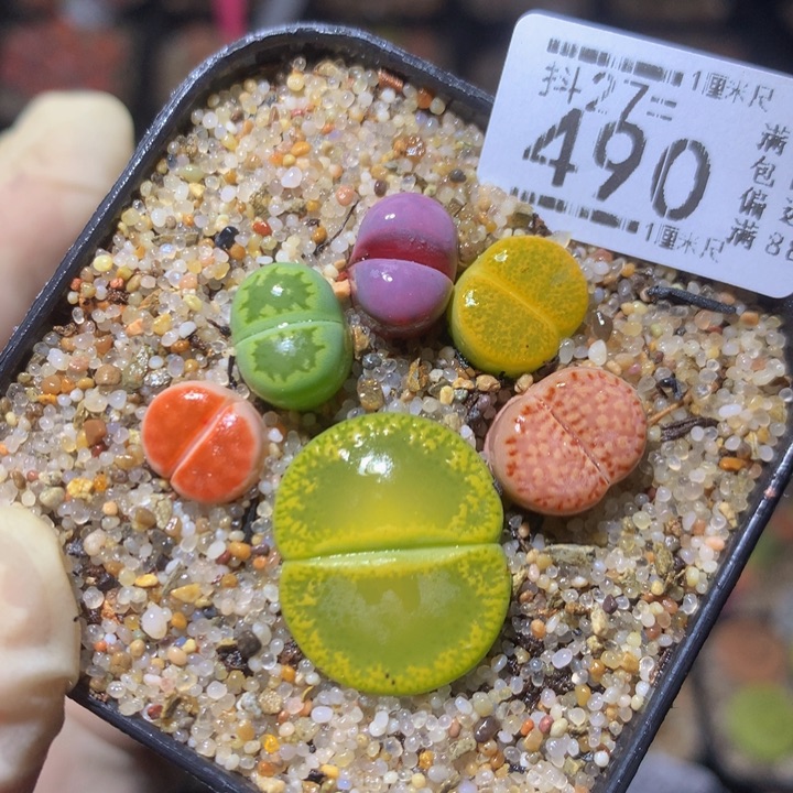 精品生石花27.490