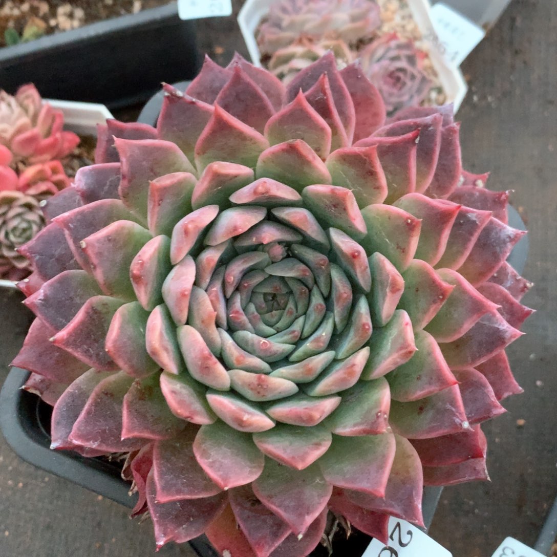 2669杂交多肉植物基地