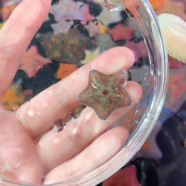 海水鱼海燕海星派大星