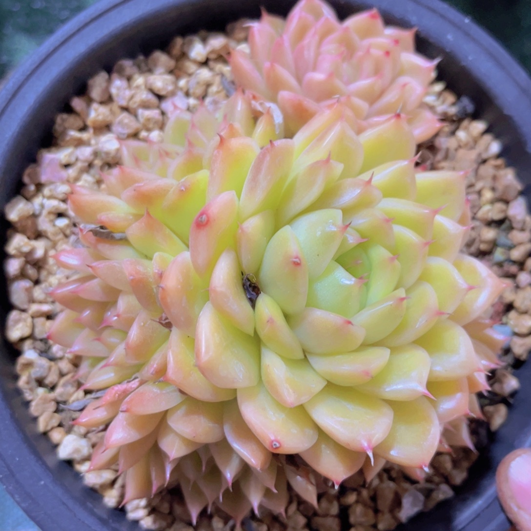 麦秆30204多肉植物