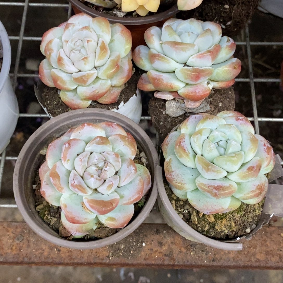 冰玉单头精控小老桩四盆，90杯