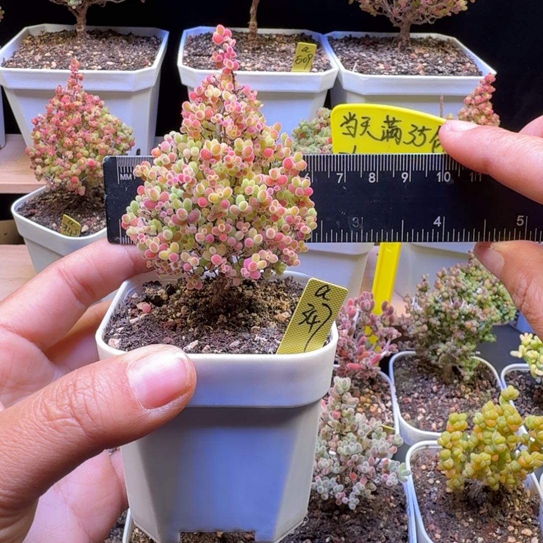 a347号蜜橘冠服6厘米左右圣诞树