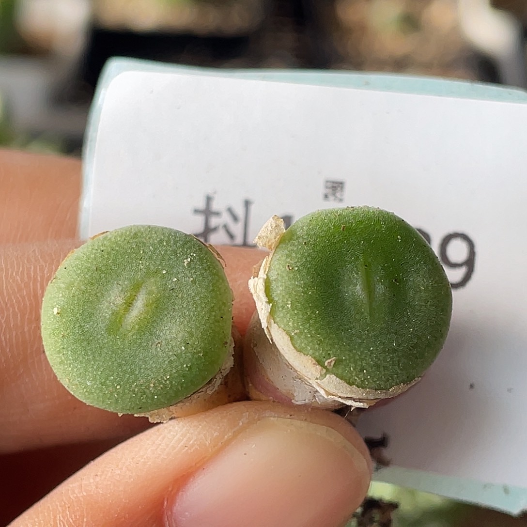 13-29毛钮扣多肉植物