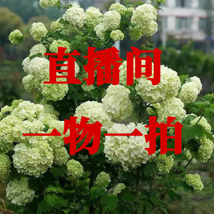 中华木绣球大花斗球花园庭院盆栽地栽耐寒种植中华木绣球斗球大树