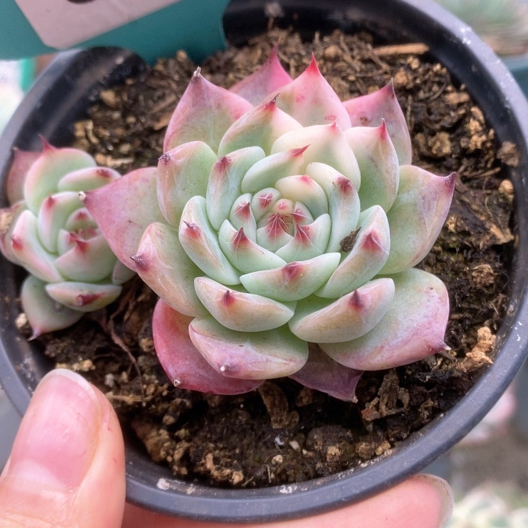 718锦锦锦锦锦锦锦锦