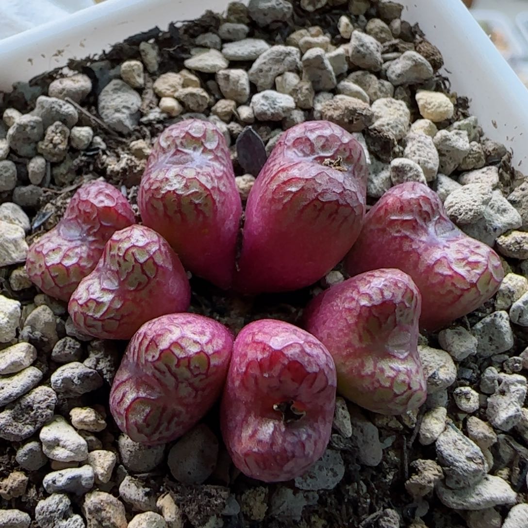 2-11-3-4当天满58包邮正版388a多肉脱土