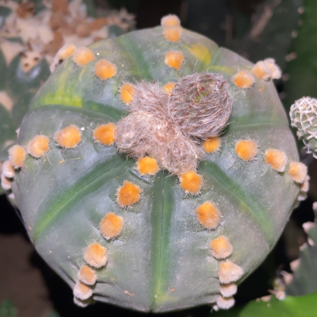 金毛连星兜锦 仙人球