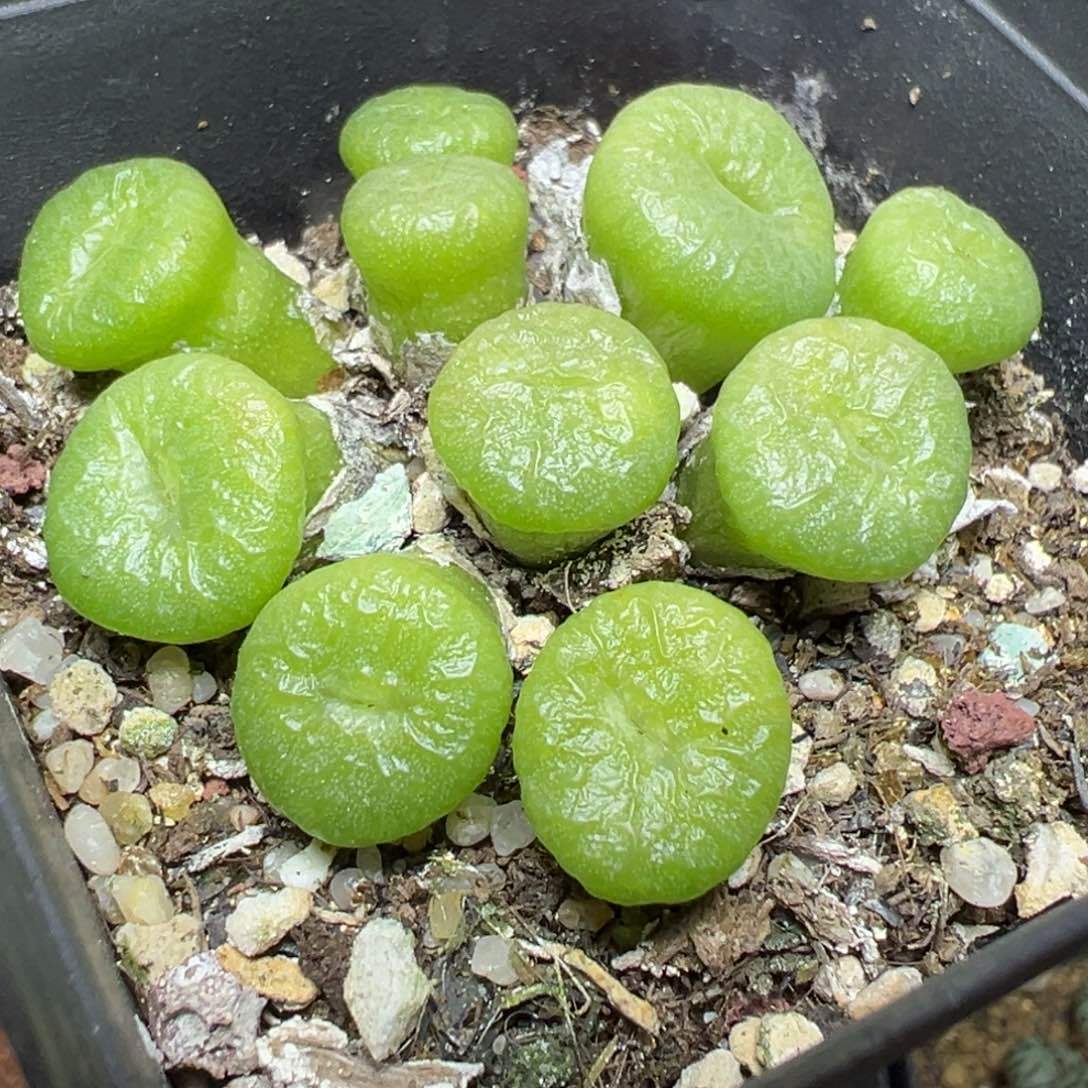 【闪购商品】 504.    