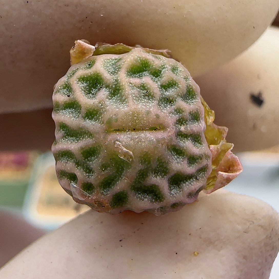 464超级烧麦优选