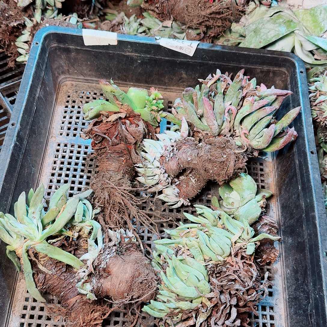 9454瑕疵框拍不售后