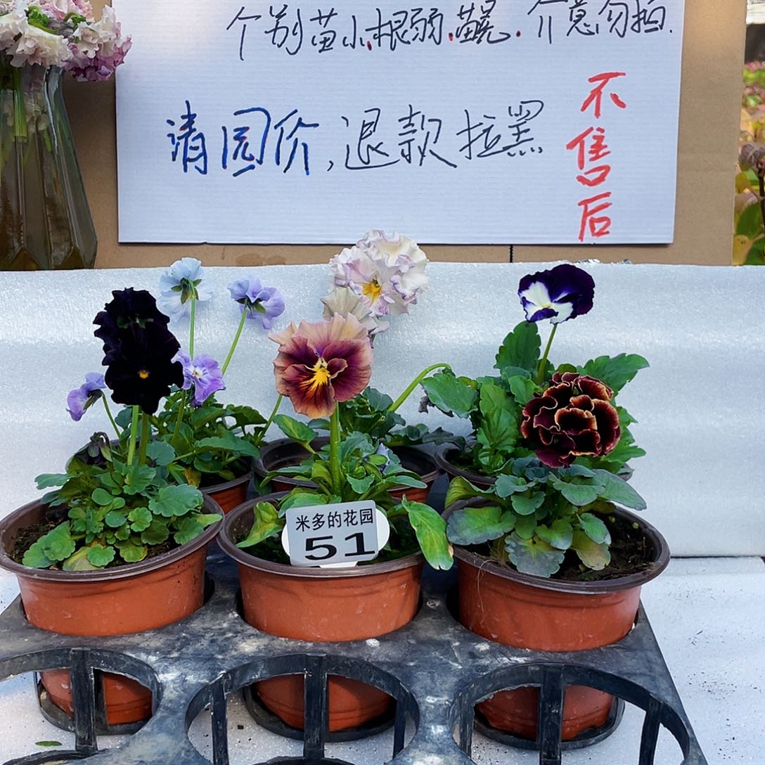 大部分花苞少量开放51