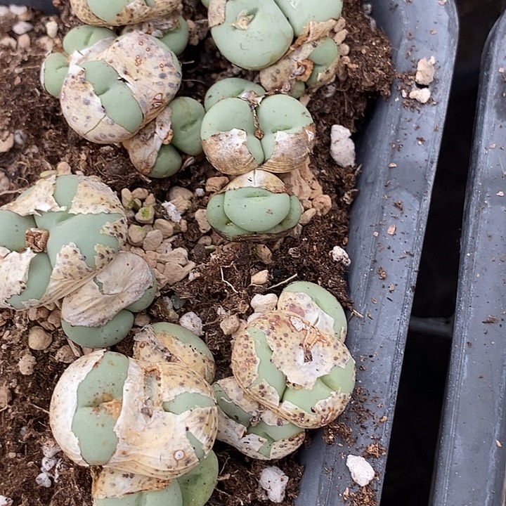 20556群生净脸饼一颗