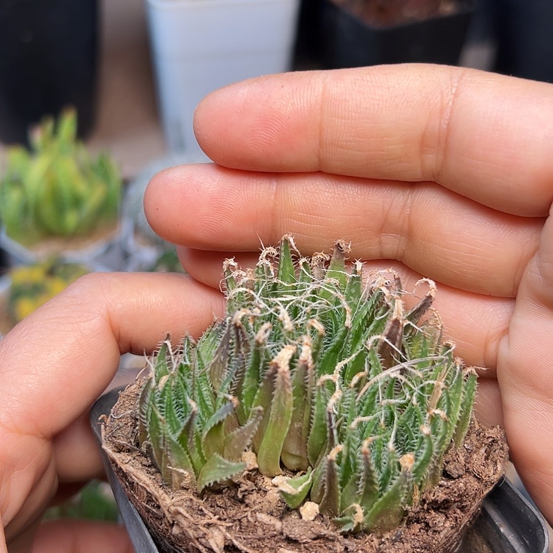 特价瓦苇十二卷   