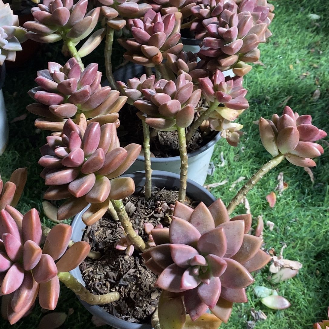 姬胧月散装3盆带盆带土