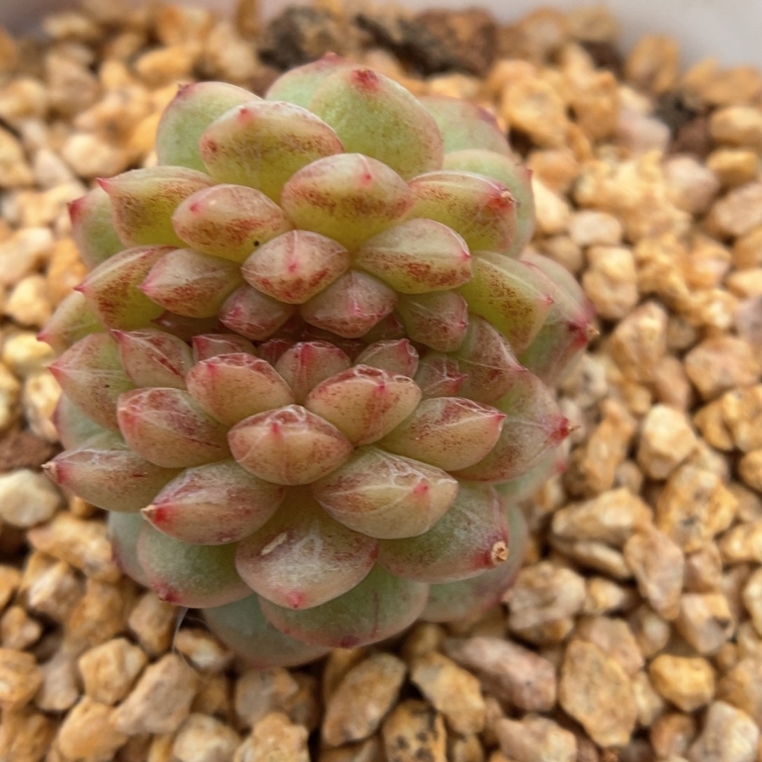 乌梅子酱缀化可拍951号 