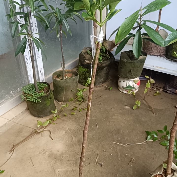 墨西哥山竹一物一拍原盆原土发货