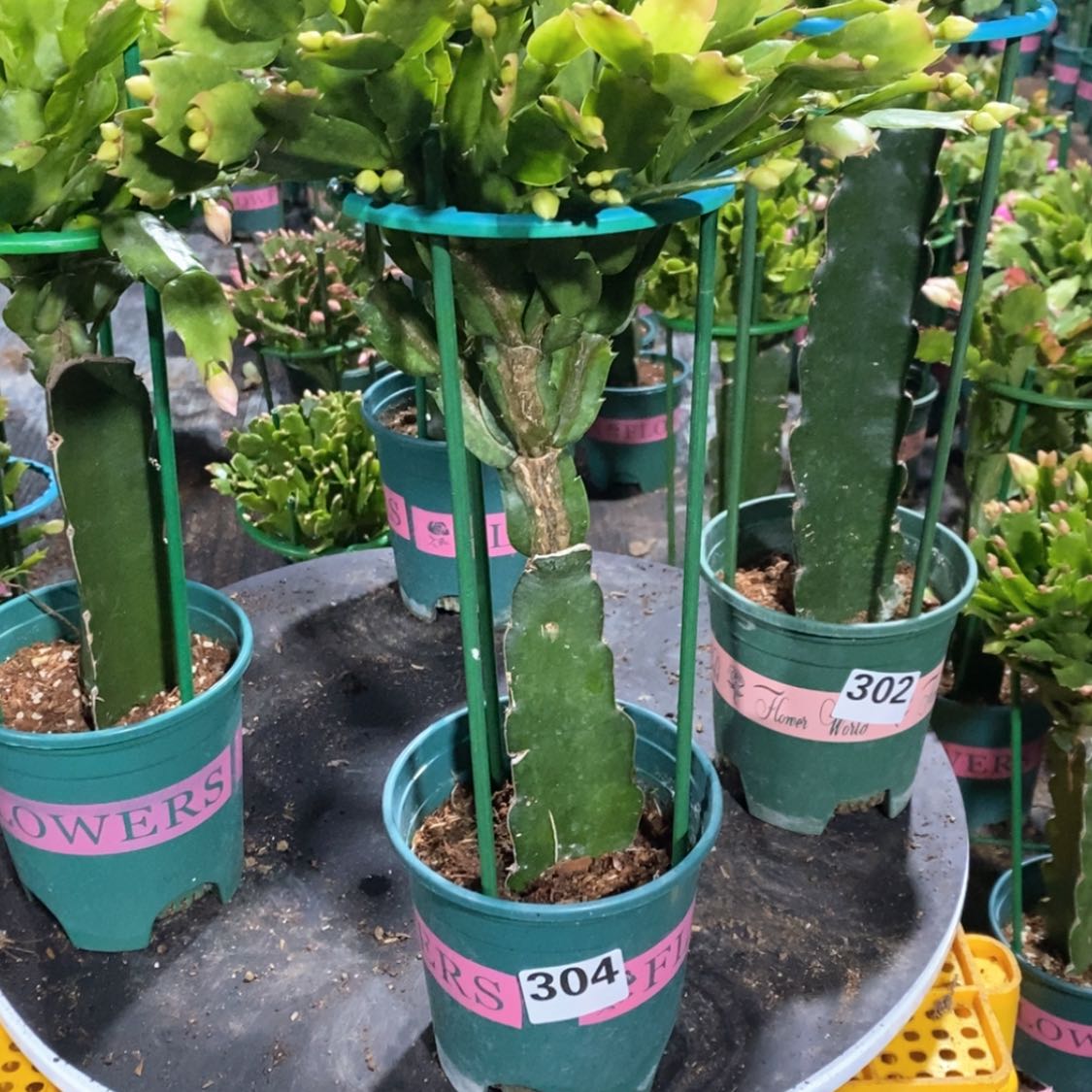 【闪购商品】当前无花朵，栽培后可花朵偶*304嫁接雅丝