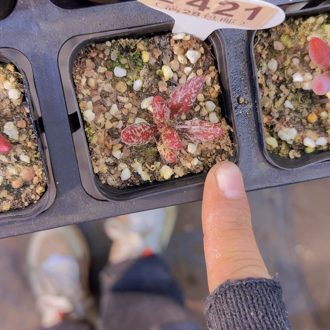 昕***苑E421水泡一物语拍