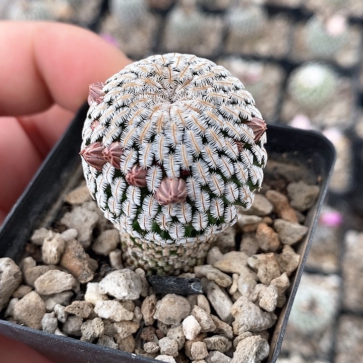 孤品实生白斜子福利带花苞3cm