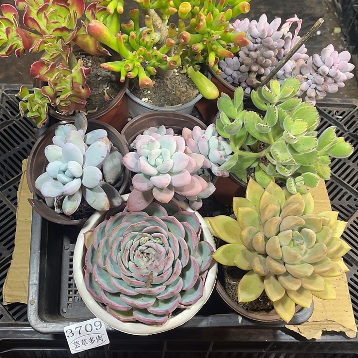 3709，整筐拍，微瑕，介意慎拍