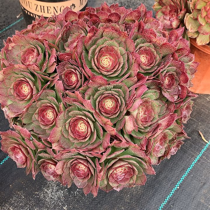 沙拉碗法师图片多肉植物