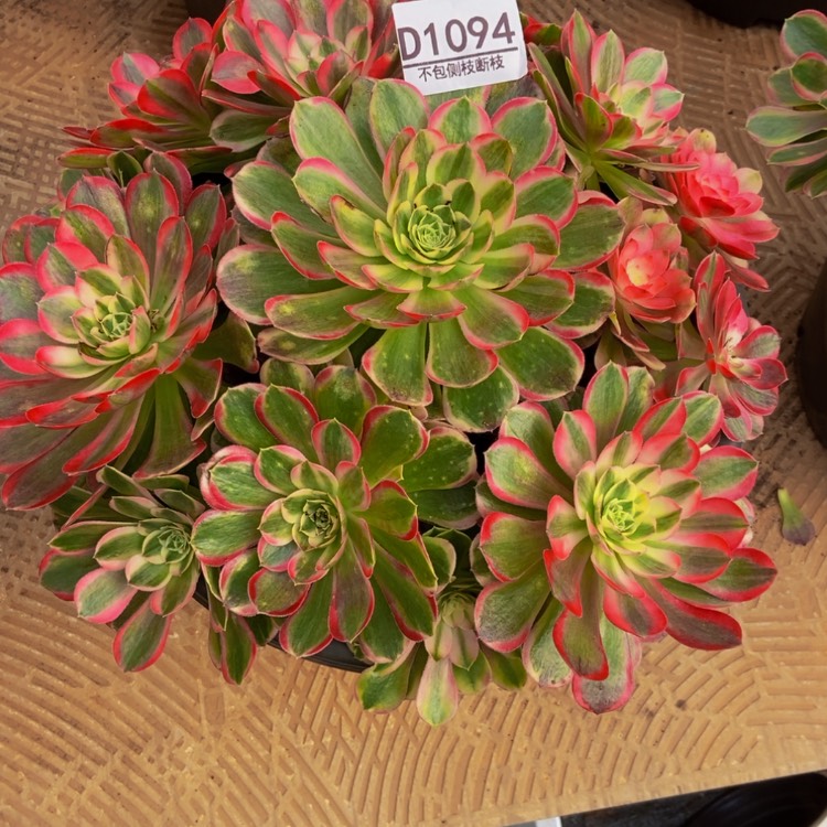 【闪购商品】꧁****꧂1094玉芙蓉多肉