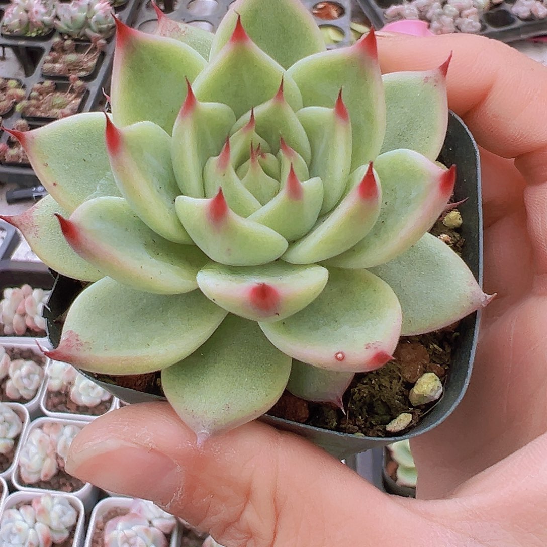 单头托斯卡19包邮dr