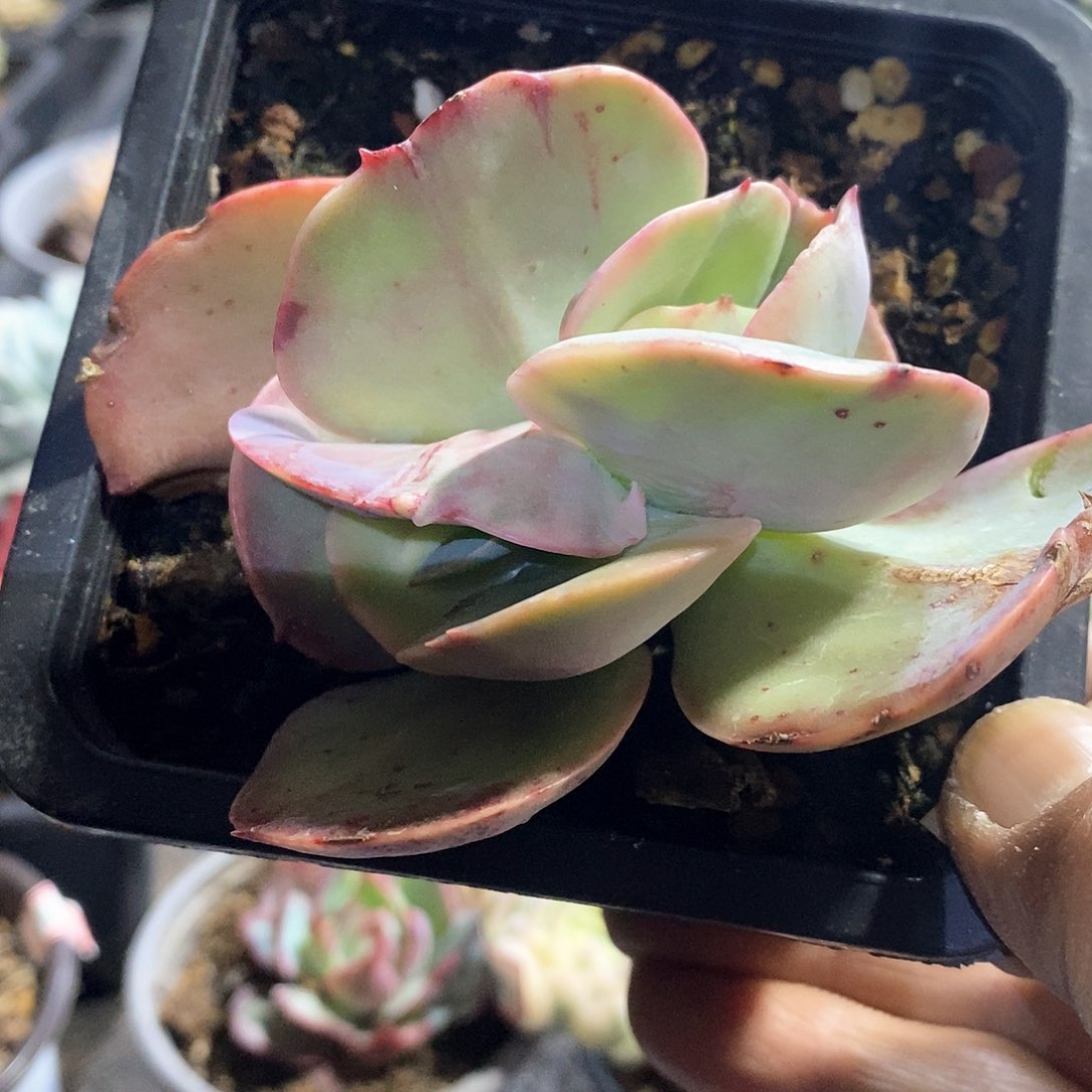 A871精美多肉初吻锦双头