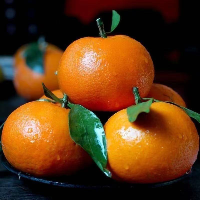 云南高山沃柑新鲜现摘当季水果皮薄多汁香甜可口坏果包赔