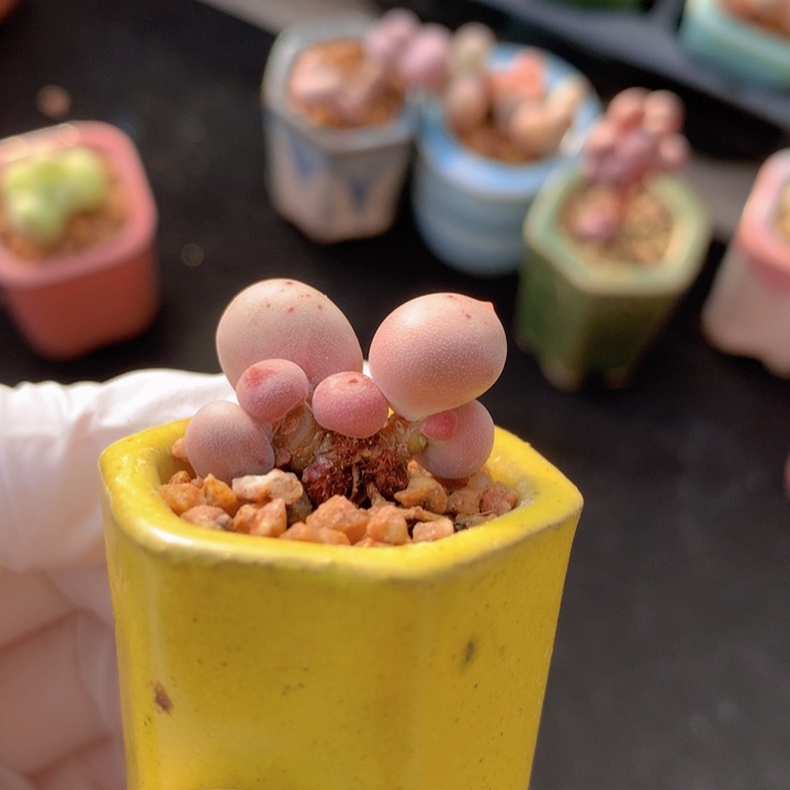 米可奶酪 3头 木质 可可爱爱