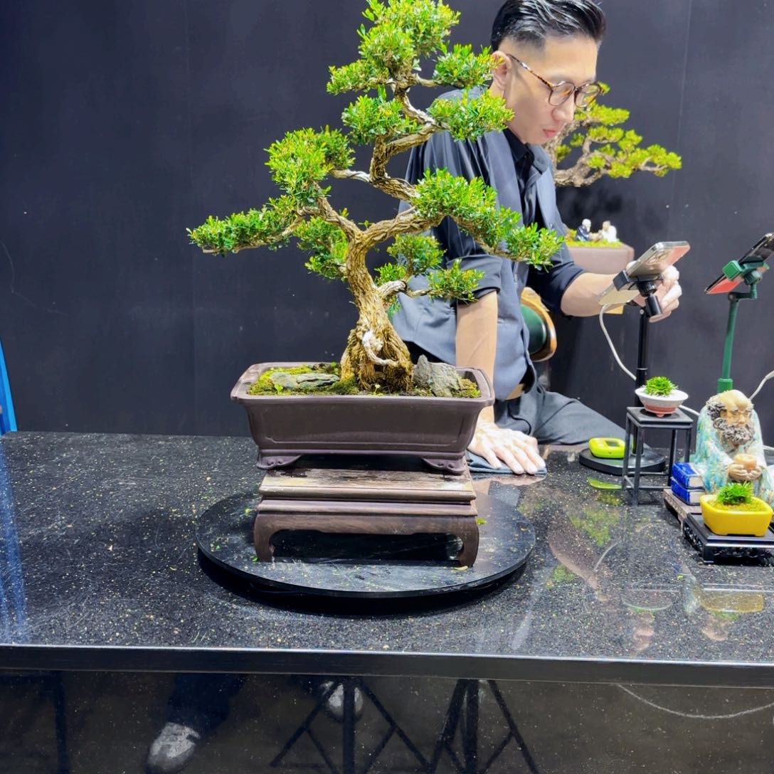 黄杨室内室外盆景艺术