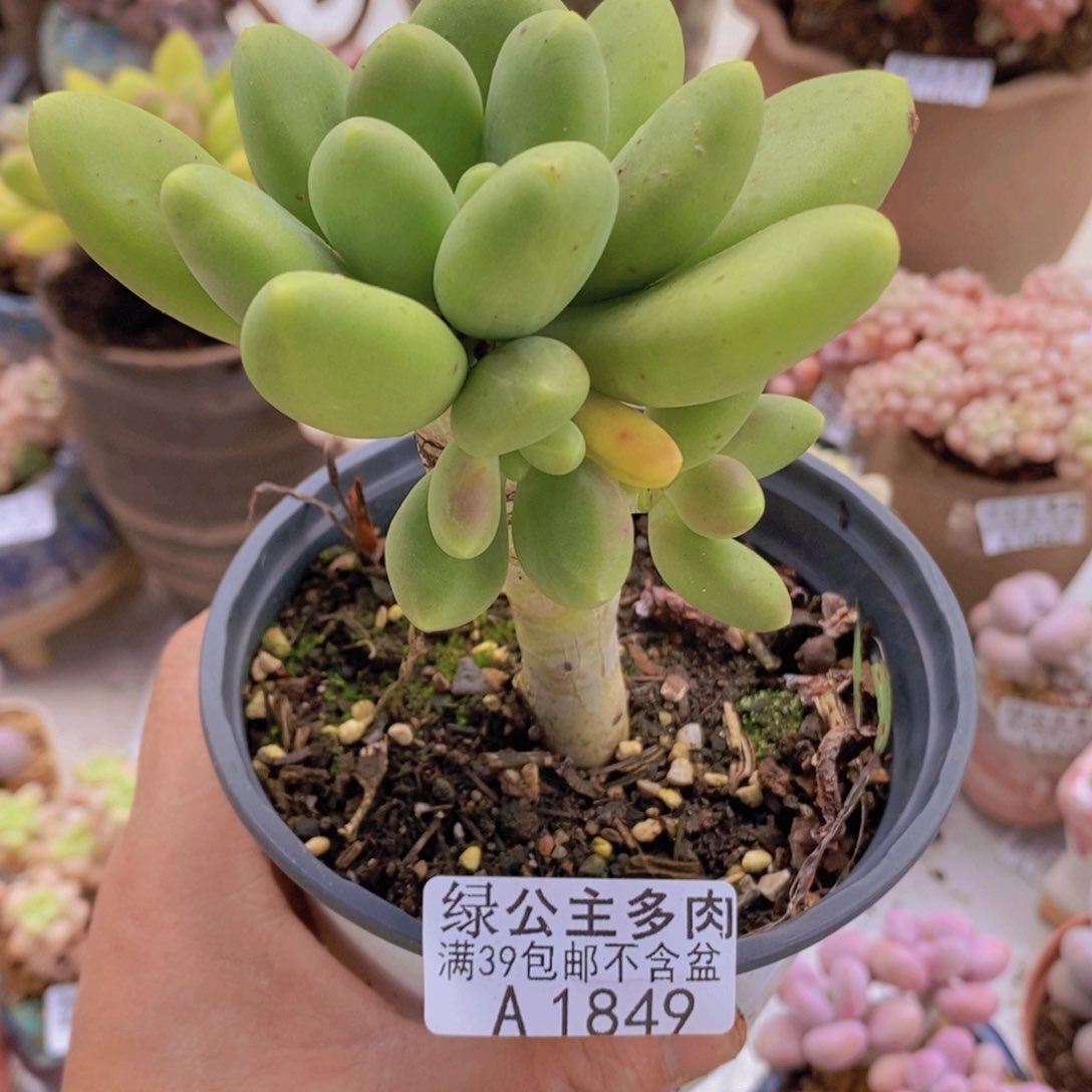 金蝉单头1849多肉植物