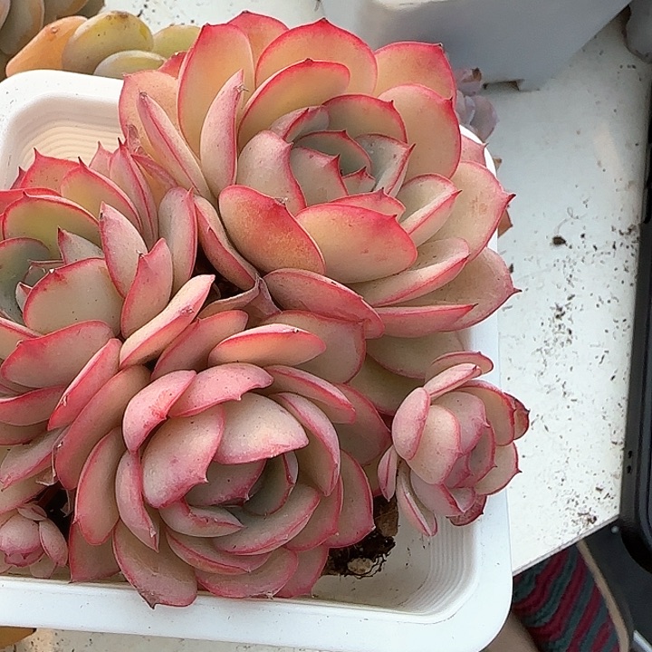 青蛙王子儿童牙膏111