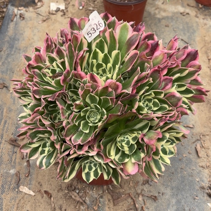 白凤多肉法师5326