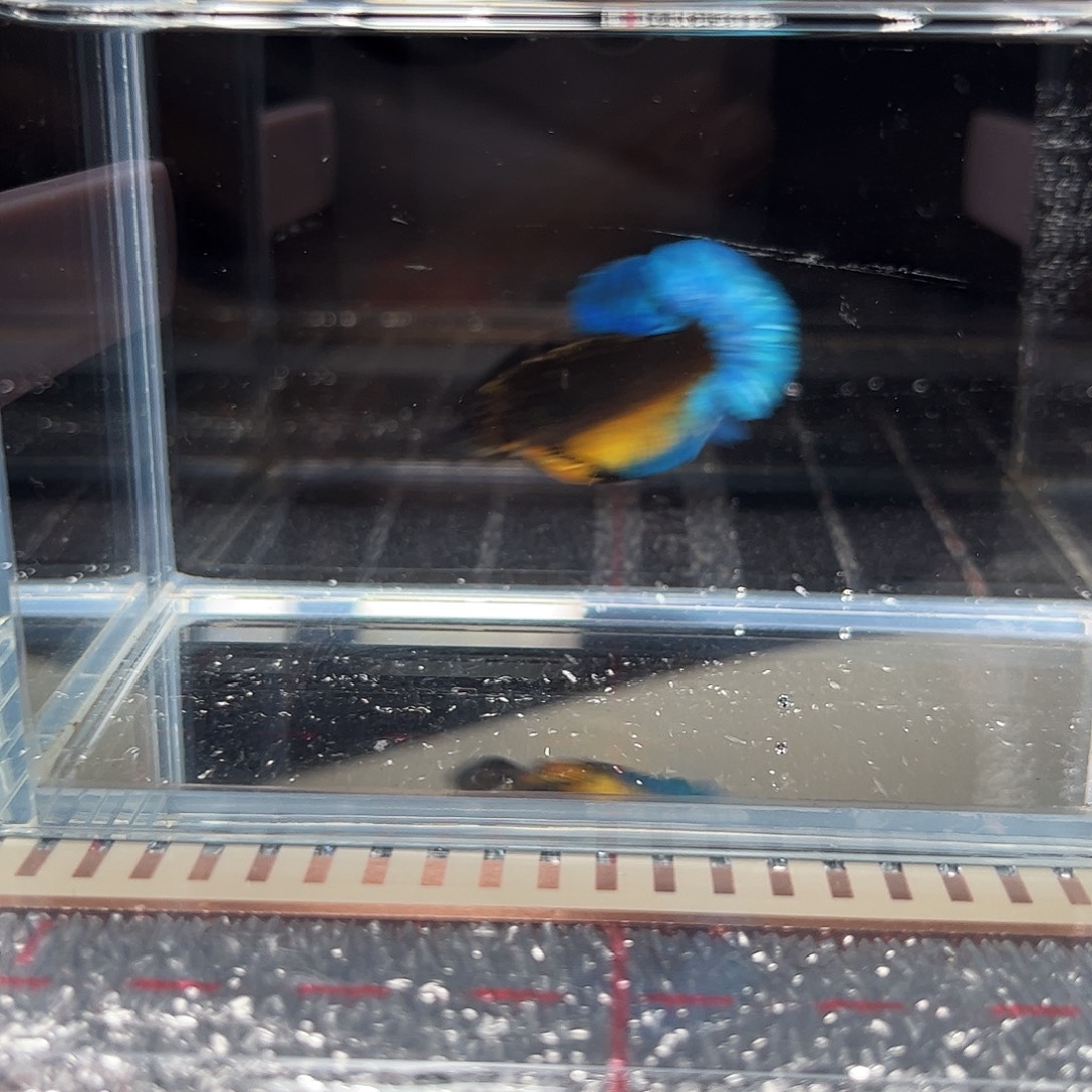 海水鱼宙斯斗鱼竞拍精品场12-21