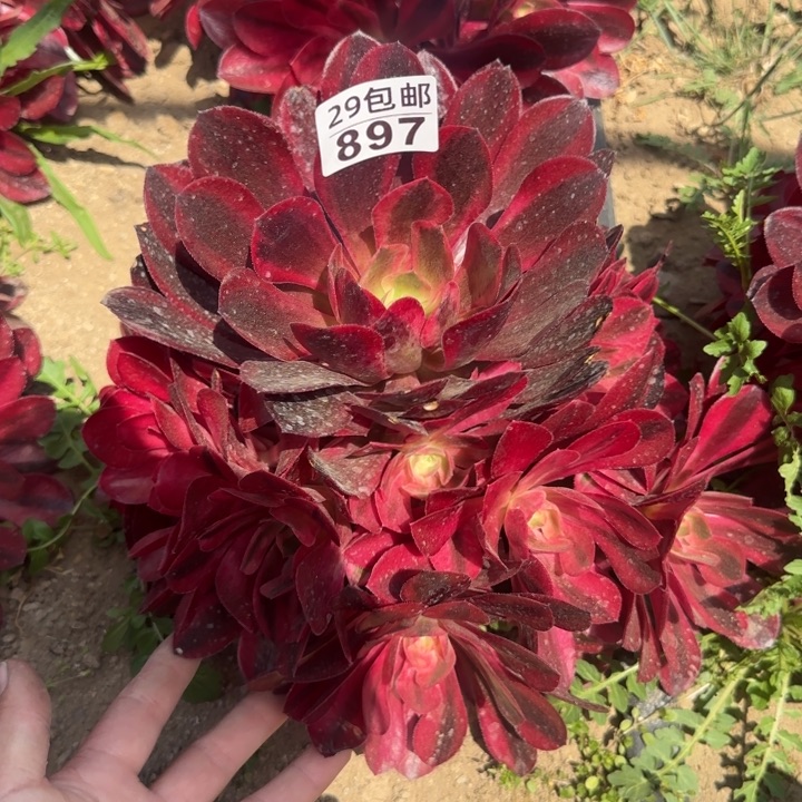 美杜……多肉植物……