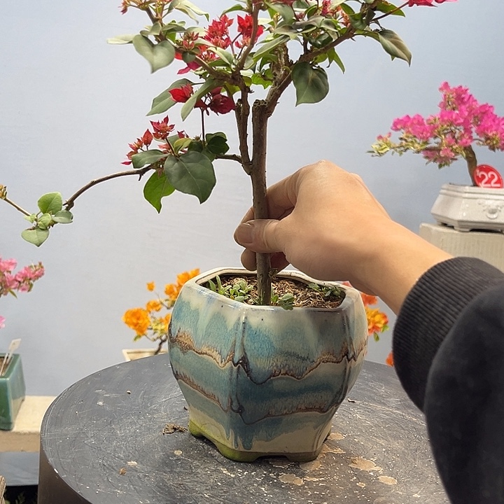 完全开放三角梅一物一拍