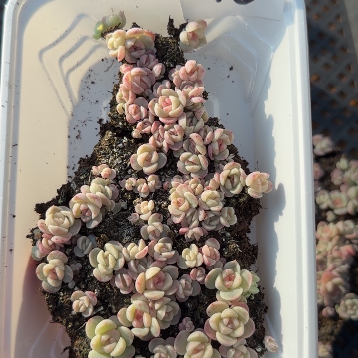 18王者系列种tt01 播苗一盒