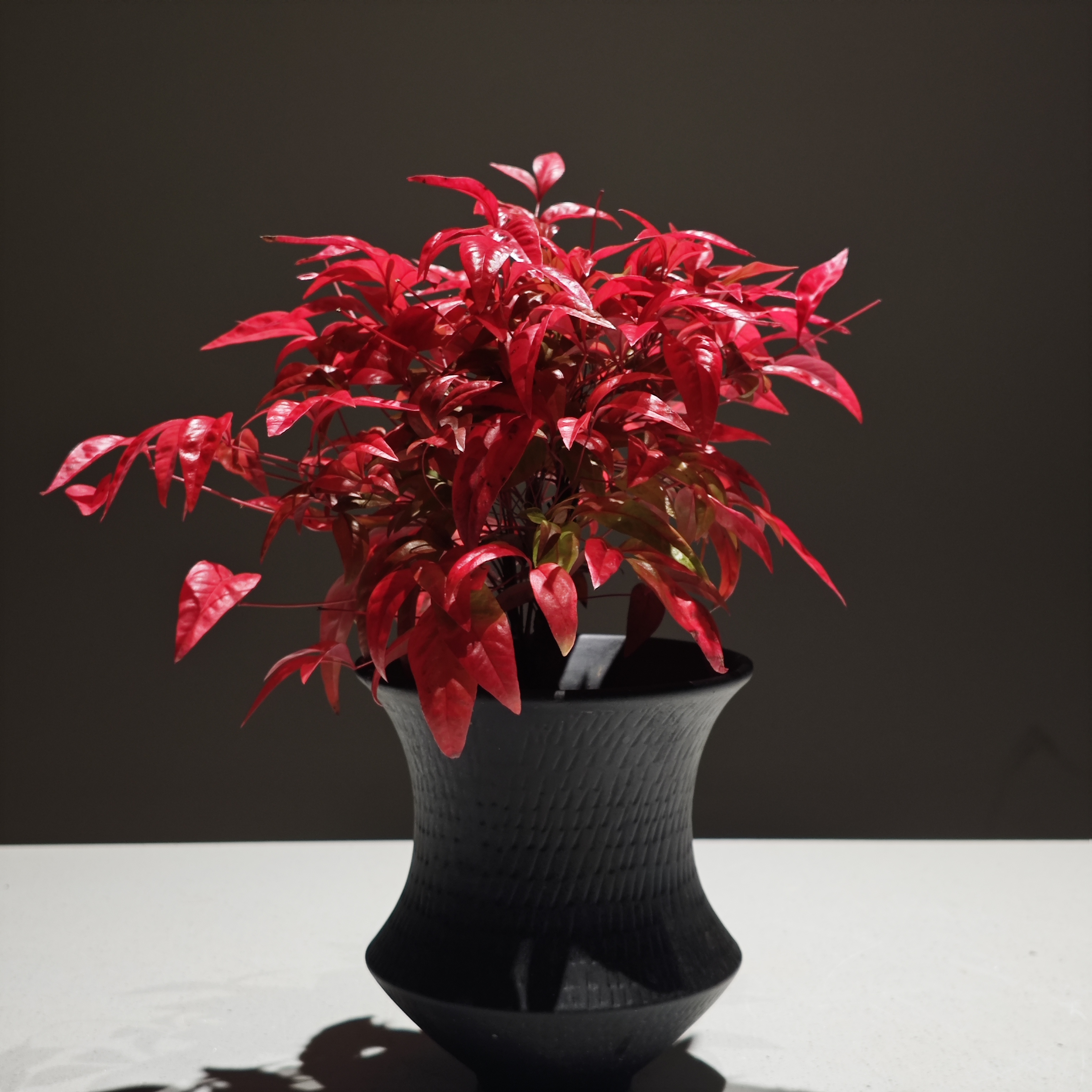 火焰南天竹盆栽冬季耐寒红叶植物室内客厅好养观叶花卉盆景