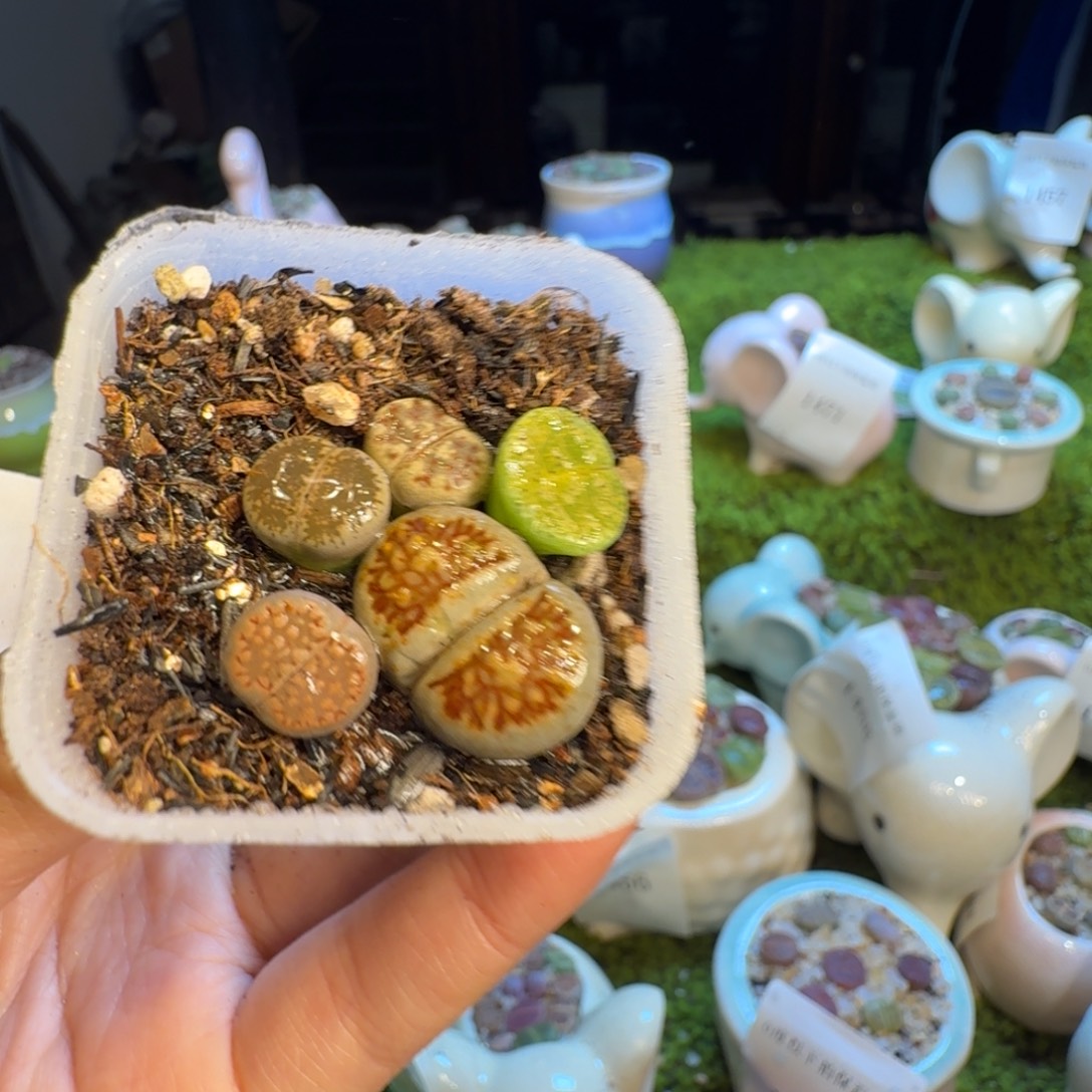 多肉植物福利冲1488