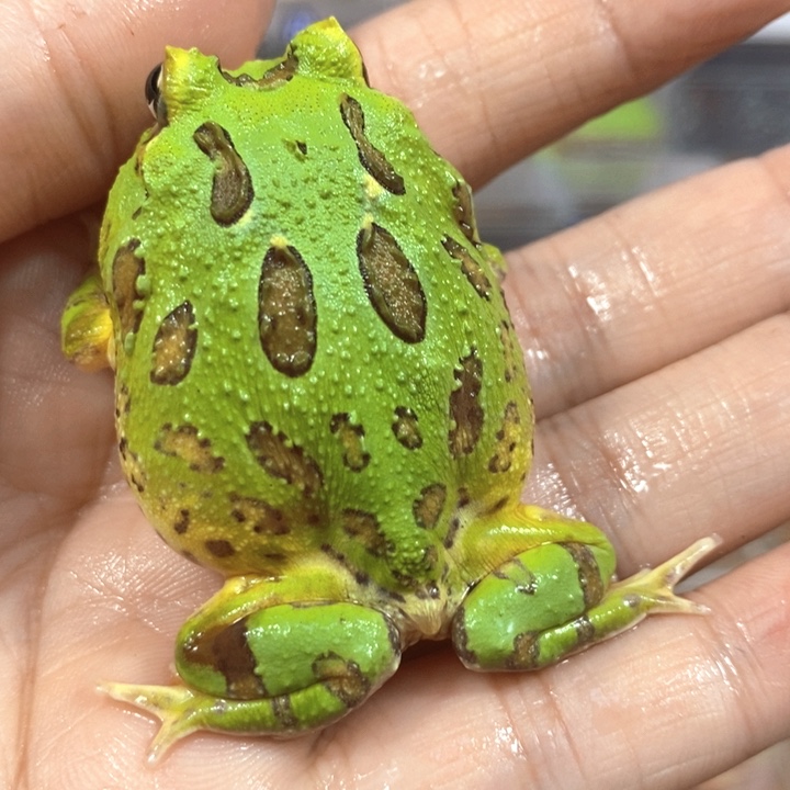 角蛙213号脚趾微瑕疵微变