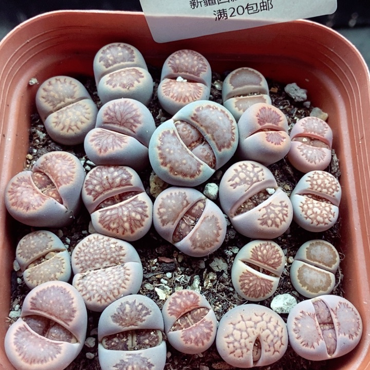 我是一只小小鸟地域鬼的318