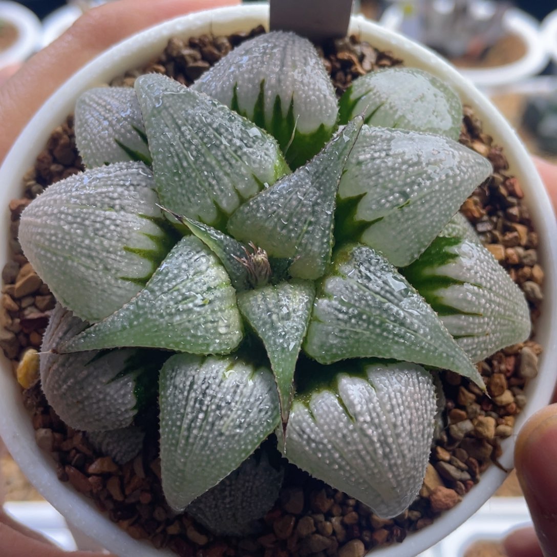 6.十二卷多肉吕之星寿。    