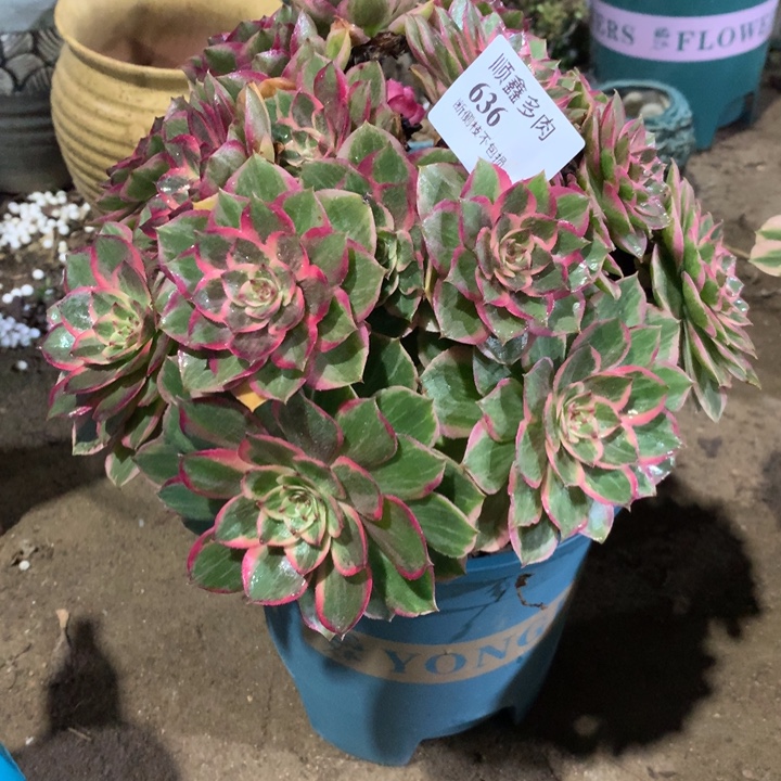 636莲花座多肉植物特价