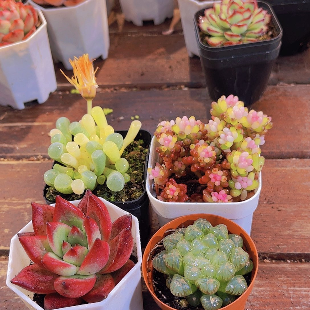 如图4盆带盆土11111111111